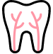Root Canal